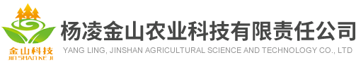 陕西元宝枫生产