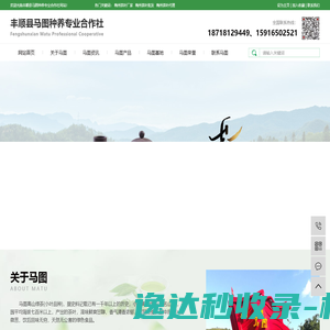 丰顺县马图种养专业合作社,丰顺马图绿茶